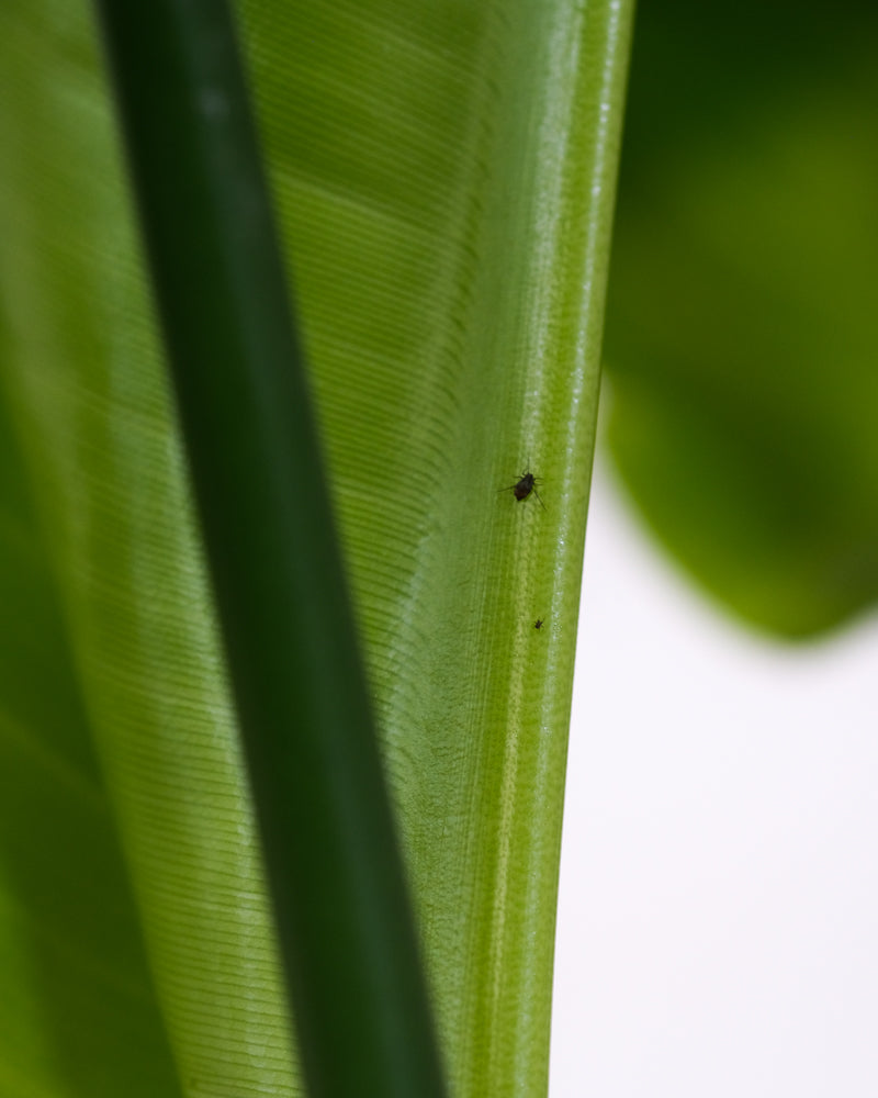 Blattlaus als kleines schwarzes Insekt an einer grünen Pflanze