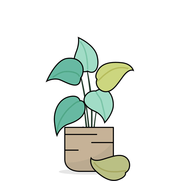 Grafik einer Pflanze mit bleichen, teils abfallenden Blättern