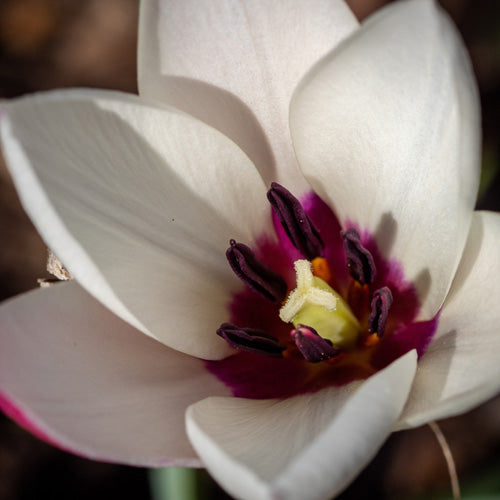 Weiss-gelblicher Blütenstempel inmitten violetter Staubblätter in einer weissen Tulpenblüte