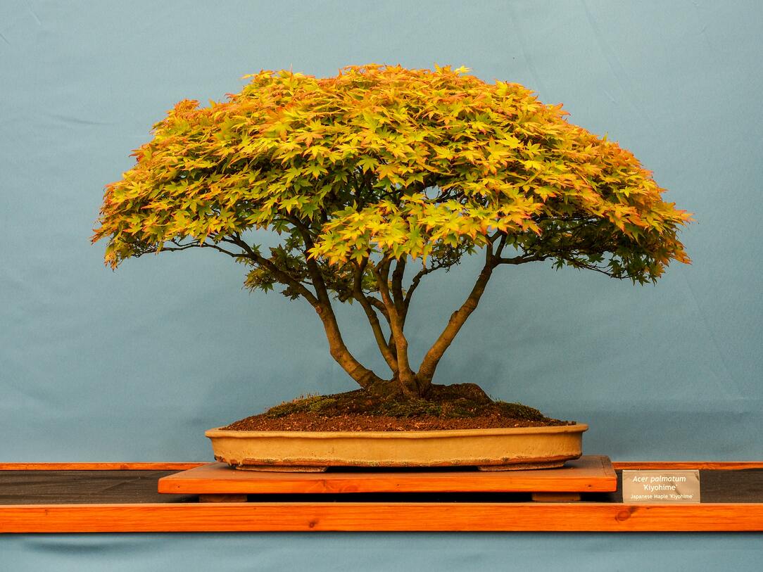 Bonsai mit mehreren dünnen Stämmchen und gelb-orangem Herbstlaub in einer orangenen Schale