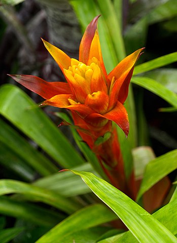 Bromeliengewächs mit gelb-orangener Blüte