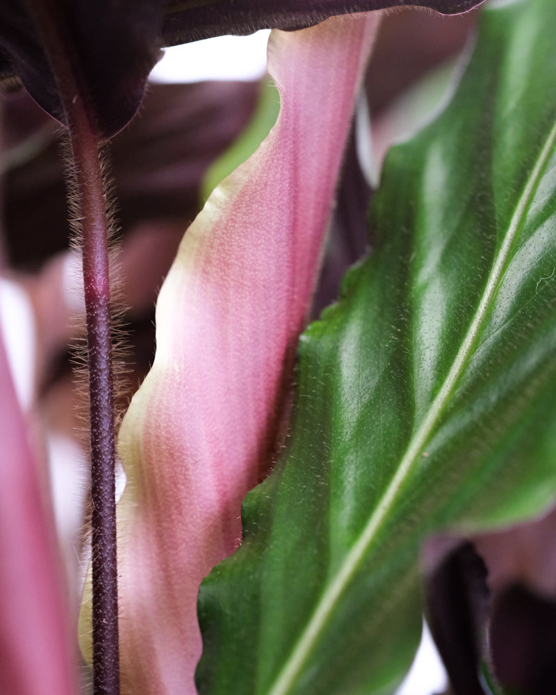 Nahaufnahme der Blätter einer Calathea Rufibarba