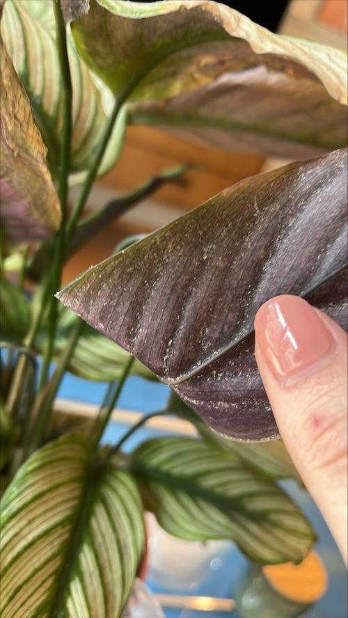 Spinnmilben an der Calathea Majestica mit vielen weissen Punkten in den Vertiefungen auf der Blattunterseite