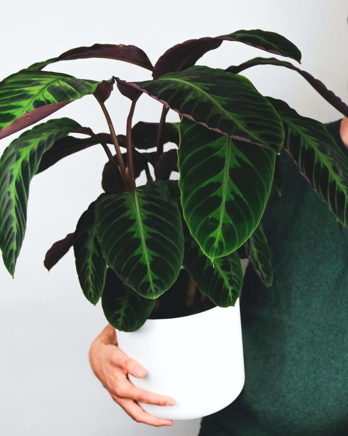 Calathea warscewiczii mit grün gemusterten Blättern, die auf den Unterseiten dunkelrot sind