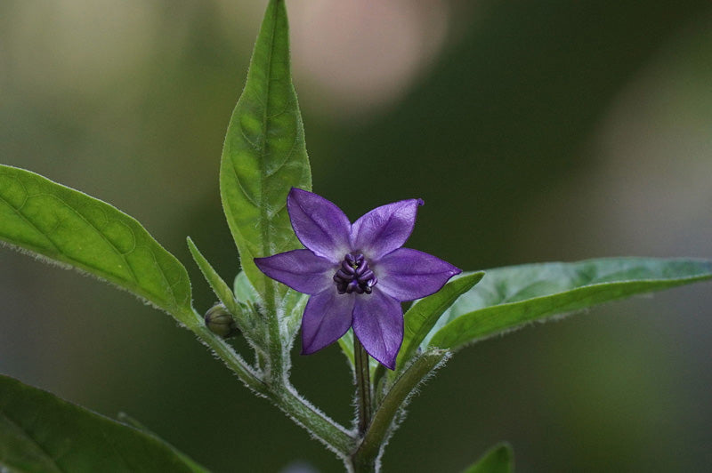 Chili-Blüte in violett