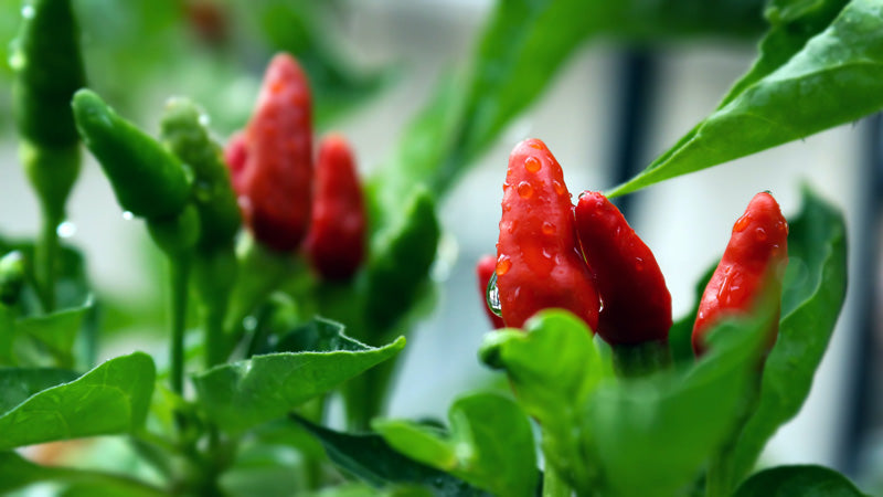 Chili-Pflanze mit grünen und roten Chilischoten