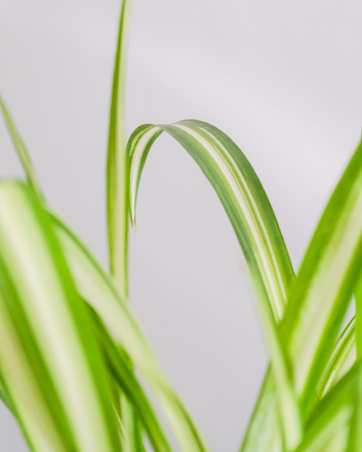 Weiss-grünes Blattdetail der Grossen Grünlilie