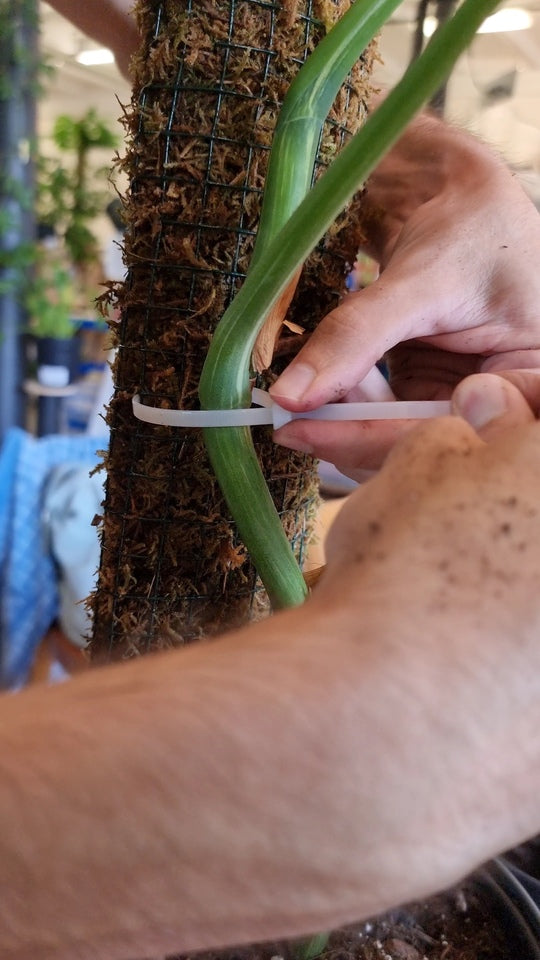 Ein Trieb einer Monstera wird mit einem Pflanzenbinder am Moosstab befestigt