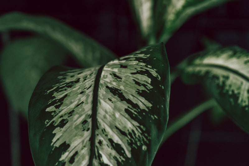 Dieffenbachia mit dunkelgrünen Blättern und weiss-hellgrüner Zeichnung