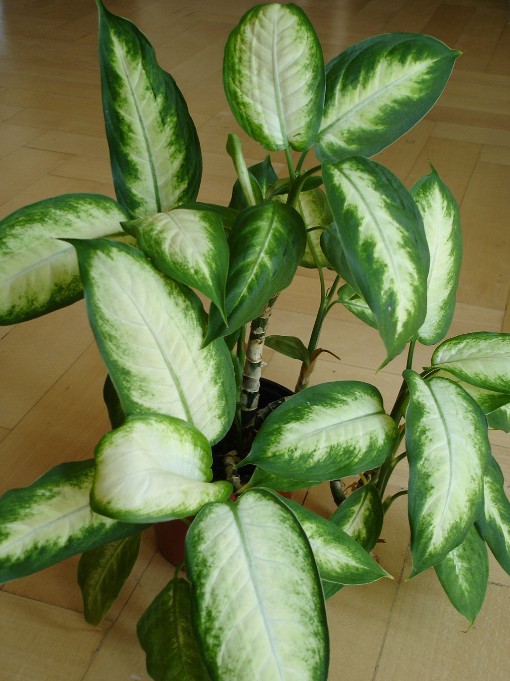 Dieffenbachia ‘Camilla’ mit weisser Musterung und dicken, dunkelgrünen Blatträndern