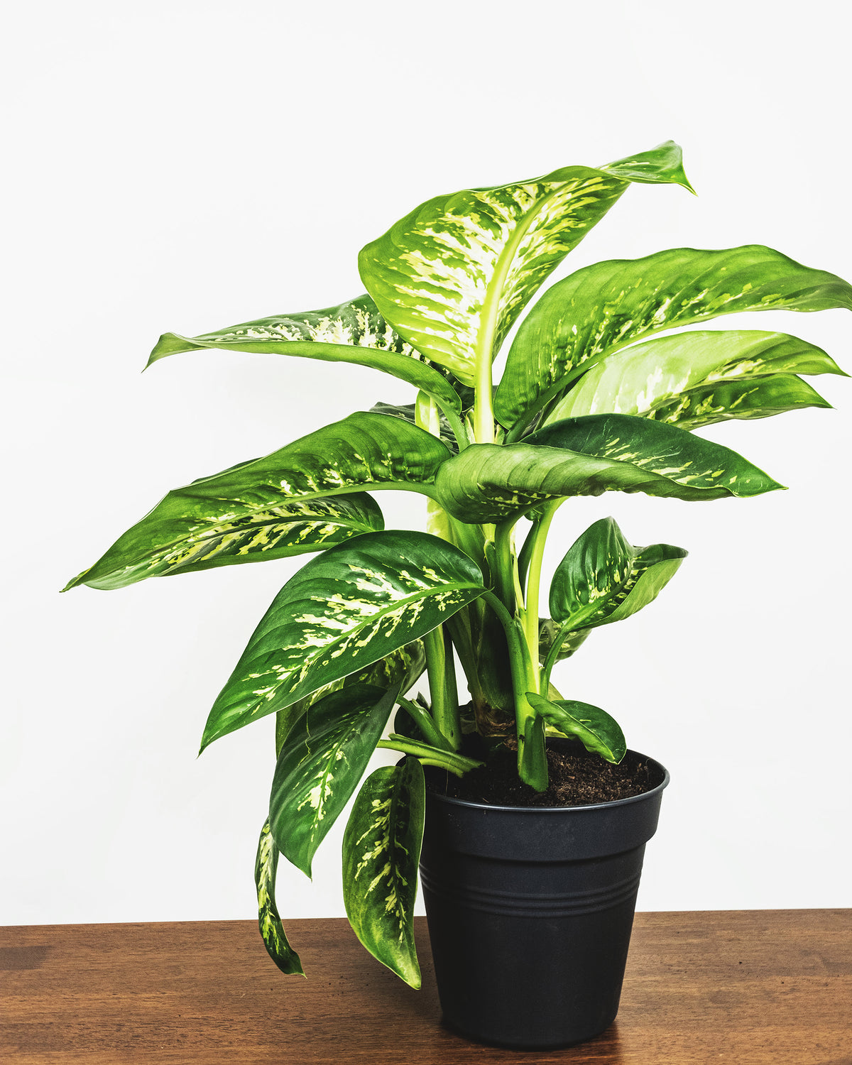 Dieffenbachia in schwarzem Topf