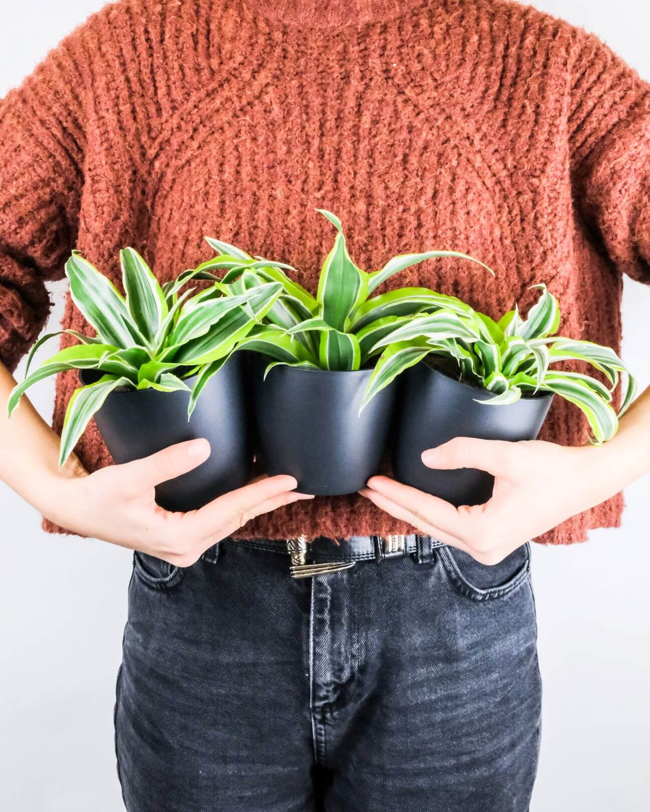 Drei Baby-Drachenbäume (Dracaena fragrans) in schwarzen Töpfen, gehalten in den Armen von einer Person mit rotem Pullover