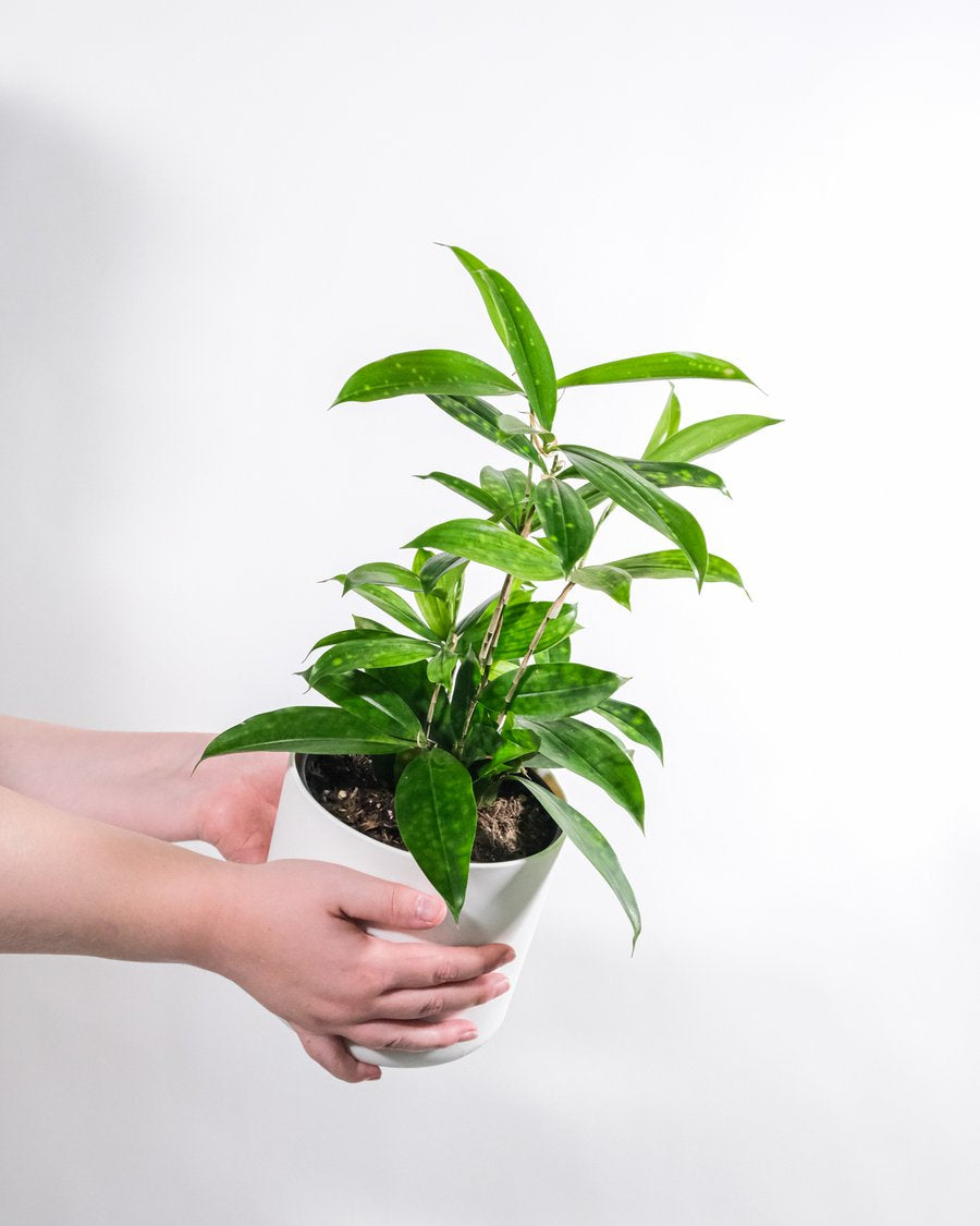 Bambus-Drachenbaum (Dracaena sucurlosa) mit gelben Sprenkeln in weisen Topf, gehalten von zwei Händen