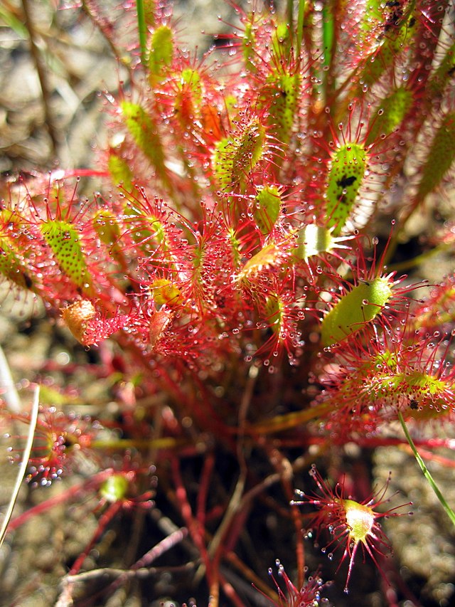 Drosera anglica mit roten Tentakeln in freier Wildbahn