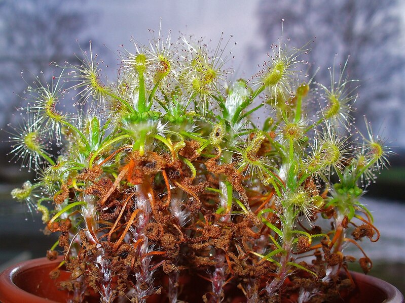 Drosera scorpioides mit dicht an dicht wachsenden Tentakeln