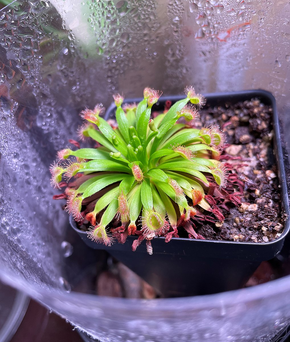 Sonnentau (Drosera) in einem beschlagenen, durchsichtigen Gefäss, das als Terrarium genutzt wird