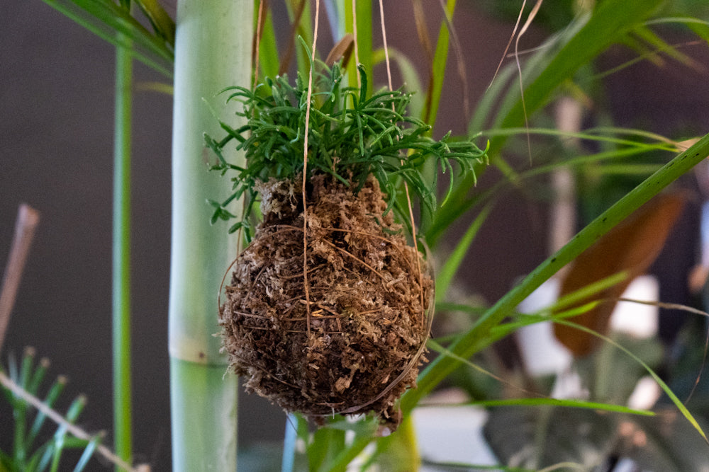 Ein fertiges Kokedama hängt in einer Pflanze. Das Kokedama besteht aus einem runden, braunen Erdballen. Oben schaut die Babypflanze raus.