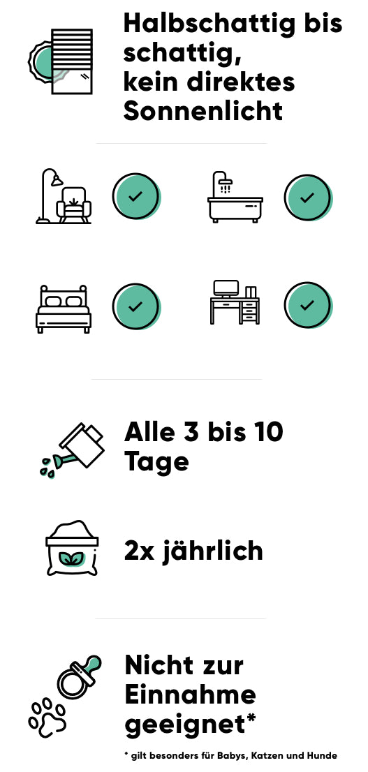 Pflege des Efeus: halbschattig bis schattig oder auch indirektes Licht, alle 3-10 Tage giessen, im Frühling und Sommer insgesamt 2x düngen, giftig