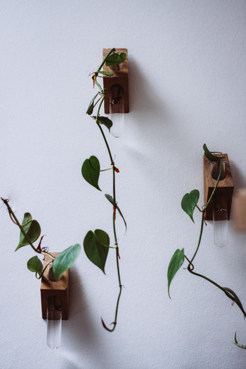 Einige Stecklinge bzw. Triebe eines Philodendron scandens in Reagenzgläsern in Holzhaltern an einer weissen Wand
