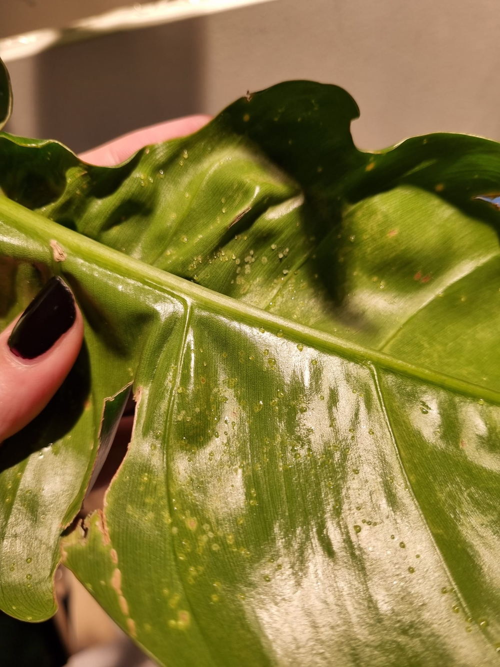 Gelbe Pünktchen auf einem grünen Blatt