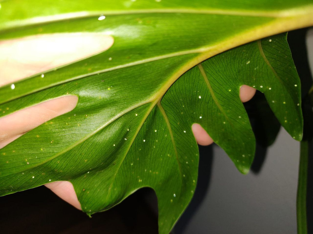 Helle Pünktchen an der Unterseite eines Philodendron Xanadu