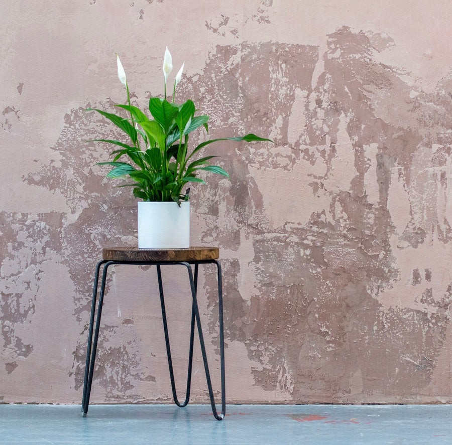 Einblatt mit strahlend weissen Blüten in weissem Topf auf einem Hocker vor einer altrosa unregelmässig gestrichenen Wand