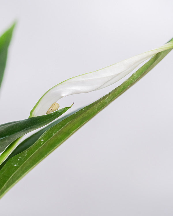 Weisse Blüte des Grossen Einblatts