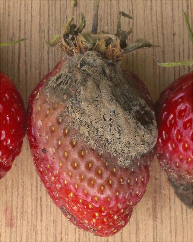 Grauschimmel - grauer Belag auf einer Erdbeere
