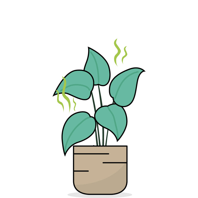 Grafik einer Pflanze, deren Erde stinkt