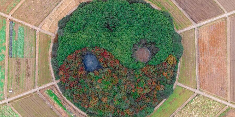Drohnenaufnahme einer Waldbepflanzung in Yin-Yang-Form