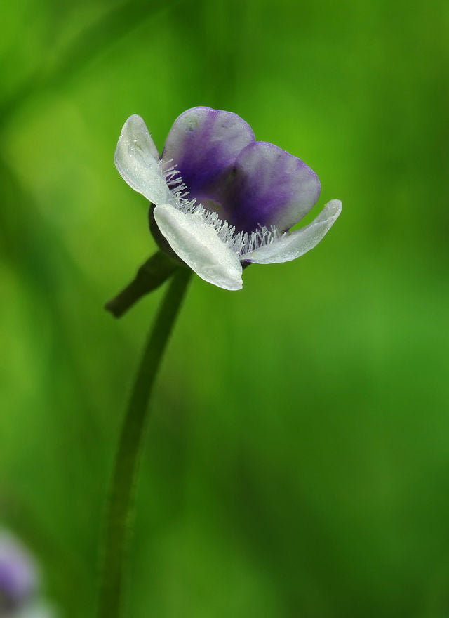 Fettkraut mit violett-weisser Blüte