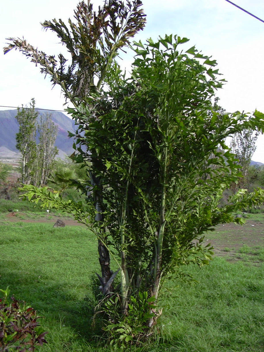 Fischschwanzpalme  mit ahornähnlichen Blättern auf einer Wiese