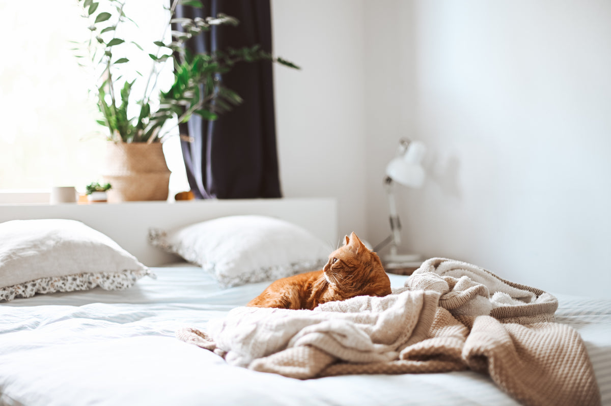 Eine getigerte Katze liegt auf einem Bett mit weisser Bettwäsche. Im Hintergrund hat es eine Glücksfeder.