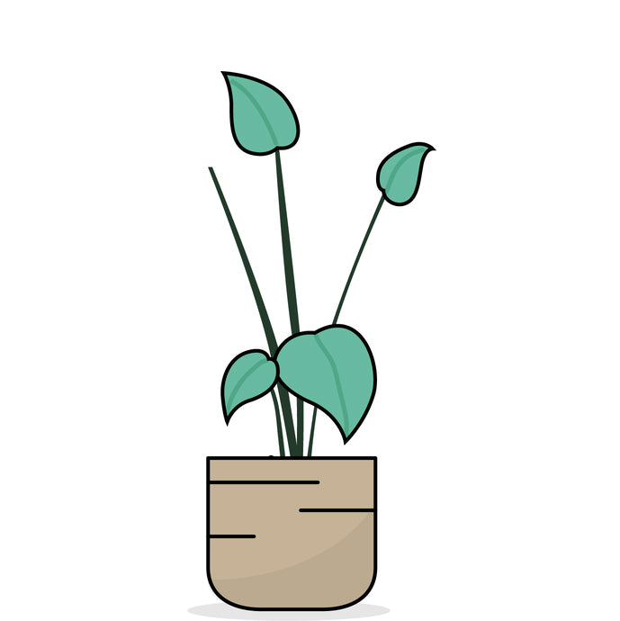 Grafik einer Pflanze, deren Blätter klein an langen Trieben hängen