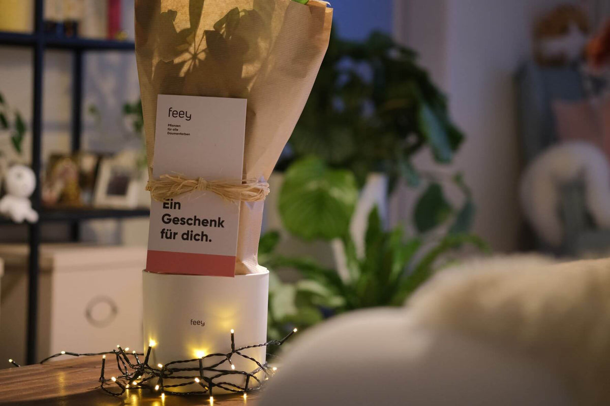 Eine als Geschenk in Packpapier eingepackte und mit einer Schleife verzierte Pflanze auf einem Tisch mit Leuchterketten