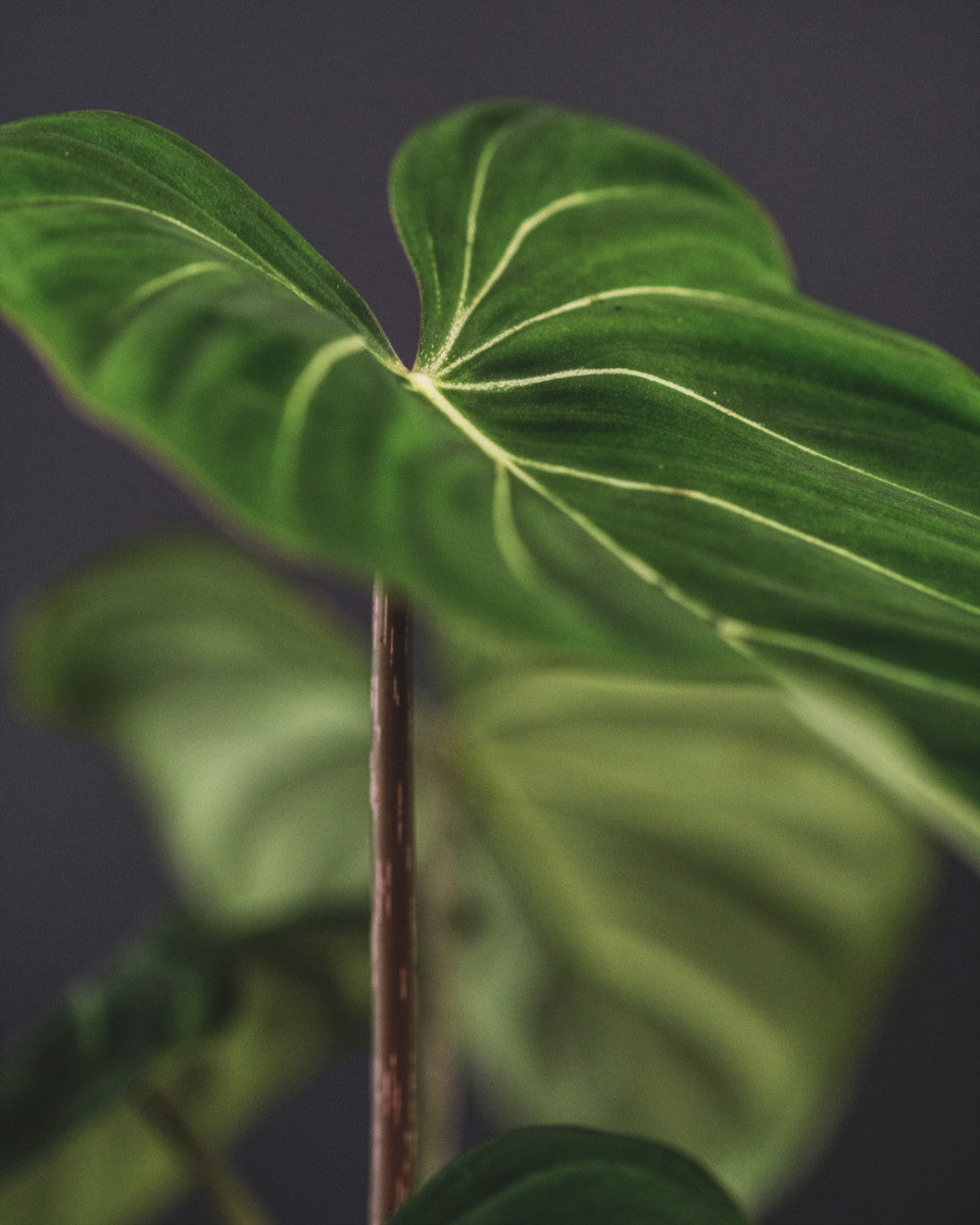 Philodendron gloriosum mit samtigen, moosgrünen Blättern und hellgrün hervorstechenden Blattadern