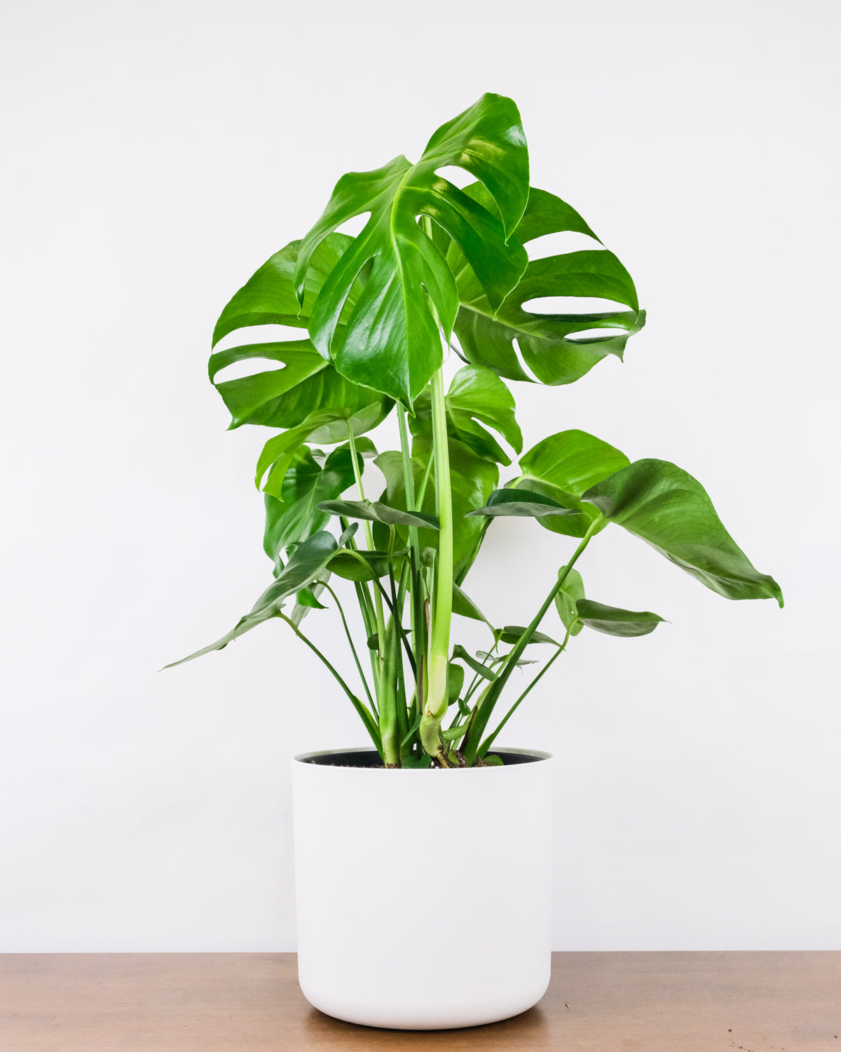 Grosse Monstera in weissem Topf