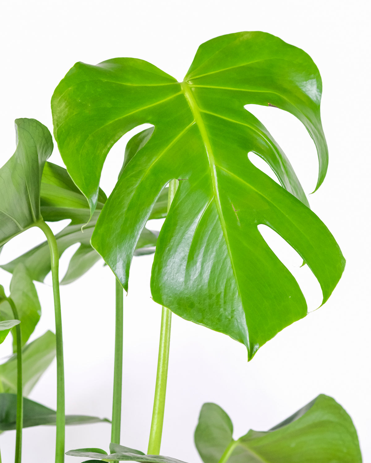 Fenestriertes, hellgrün scheinendes Blatt einer Grossen Monstera