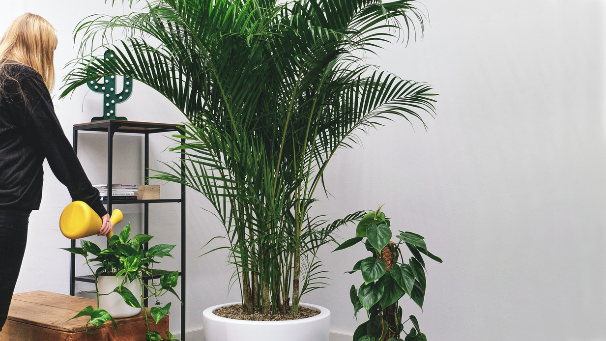 Jil Claire giesst eine Efeutute, einen Philodendron am Moosstab und eine grosse Goldfruchtpalme im feey-Büro