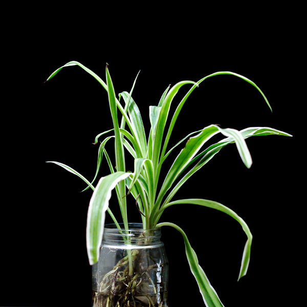 Grünlilie mit Wurzelwerk im Einmachglas vor schwarzem Hintergrund