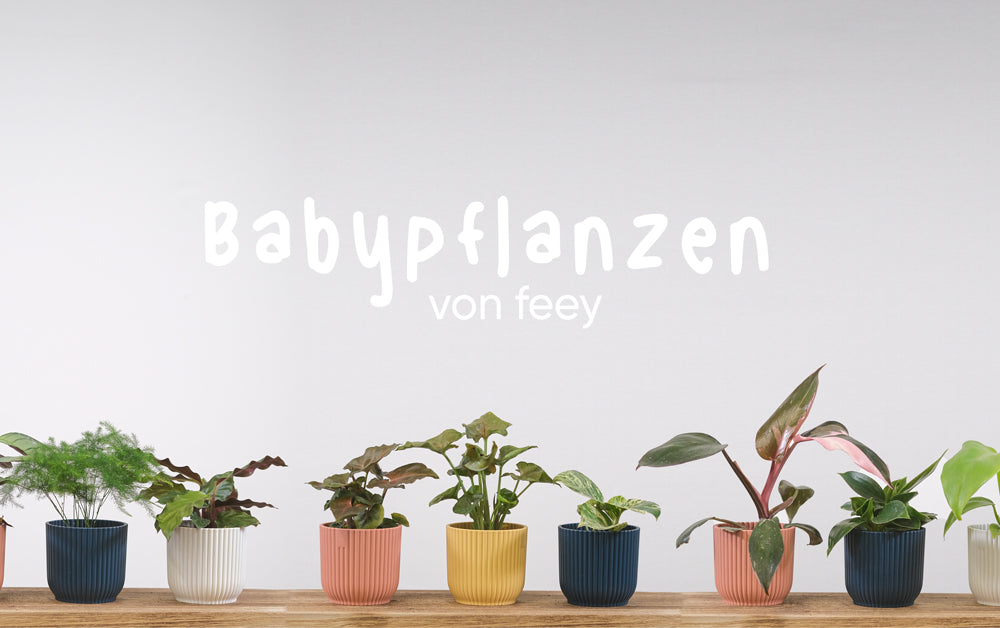 Babypflanzen von feey: Zierspargel, Maranta, Purpurtuten, Efeutute und Philodendren in Baby-Form in blauen, gelben, rosa und weissen Töpfen nebeneinander