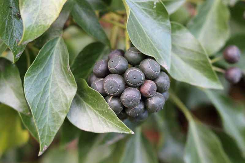 Dunkelblaue bis violette, Brombeeren ähnelnde Beeren inmitten von einspitzigen, alten Efeu-Blättern