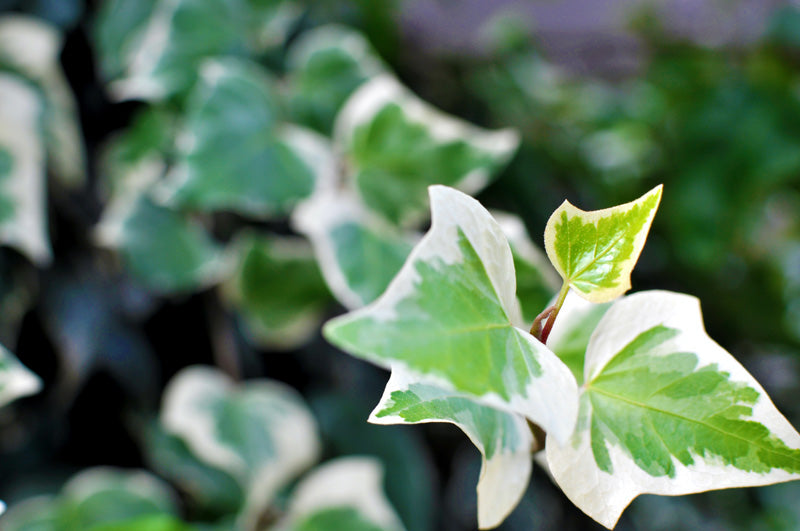 Hedera helix variegata mit weissen Blatträndern