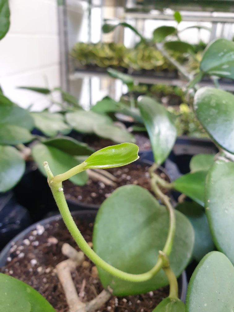 Kleines, zusammengerolltes Blatt am Trieb einer Hoya