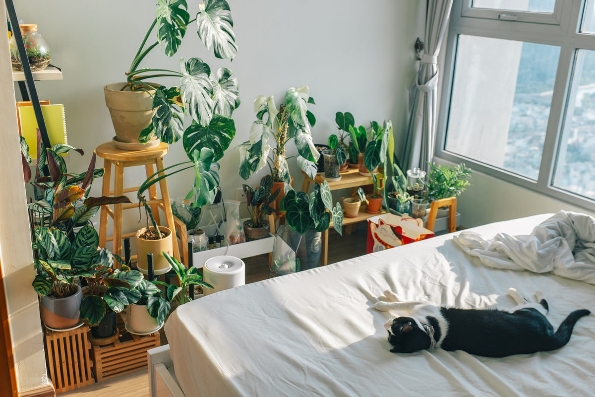 Ganz viele Zimmerpflanzen vor einem Bett. Die Zimmerpflanzen sind alle in Töpfen und kriegen Licht von einem Fenster auf der Seite. Auf dem Bett liegt eine schwarz-weisse Katze.