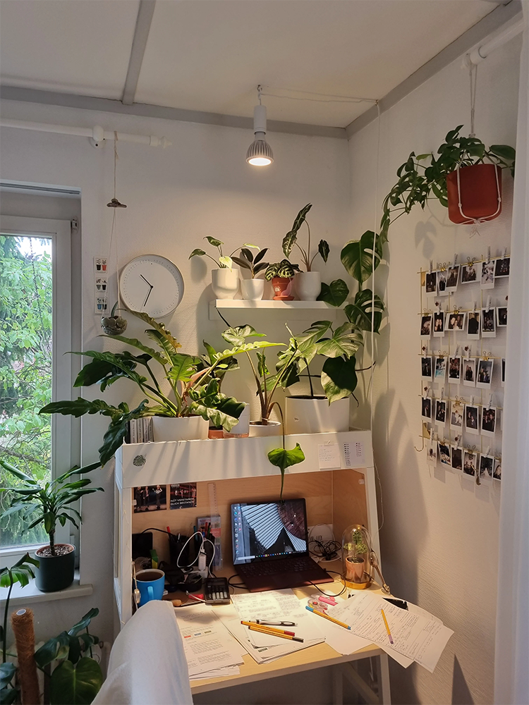 Viele Pflanzen in einer Ecke auf Schreibtisch, angeschienen von Pflanzenlampe