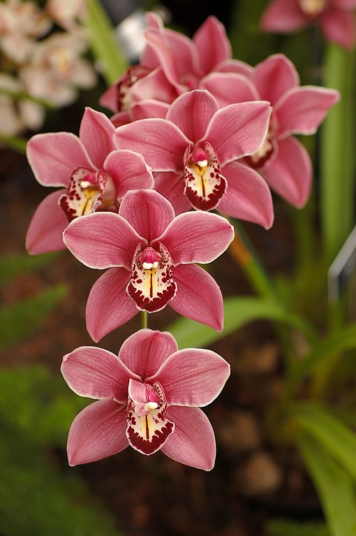 Kahnorchidee mit dunkelrosa Blüten