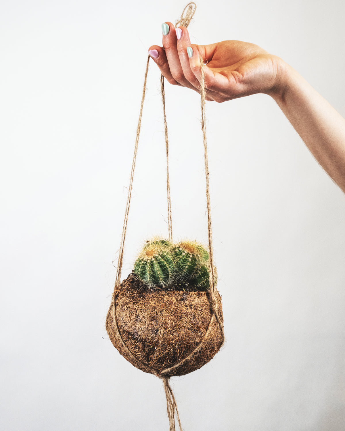 Kaktus im Kokoskorb hängt von einer Hand