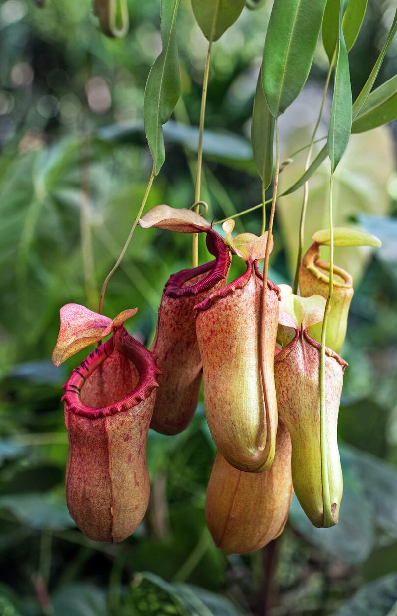 Kannenpflanzen draussen mit sack- und auberginenartigen Auffanggefässen