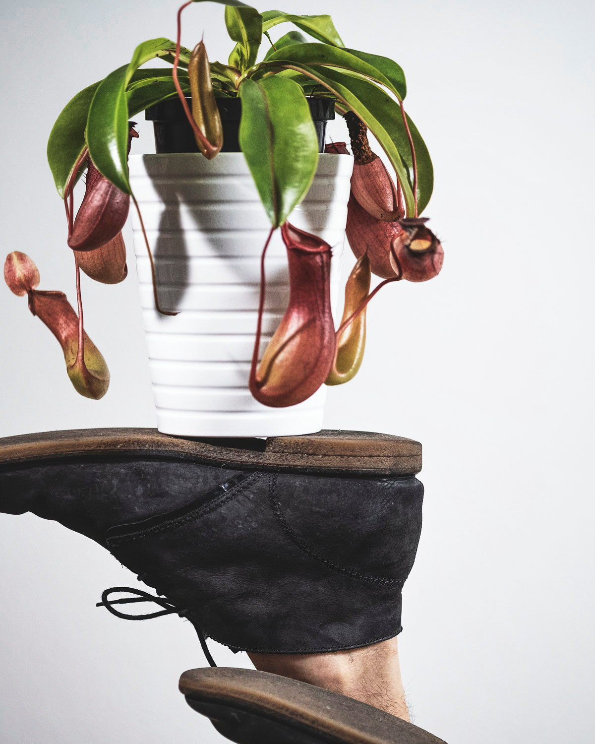 Kannenpflanze in weissem Topf auf dem Schuh balanciert